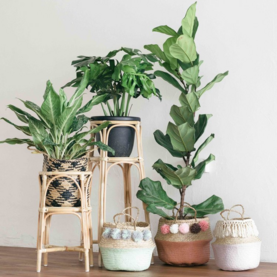 Planten accessoires
