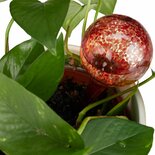 Waterdruppelaar Voor Planten - 2 Stuks - Rood - Glas