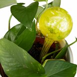 Waterdruppelaar Voor Planten - 2 Stuks - Geel - Glas